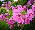 Stunning pink paper flower - triplet flower - Bougainvillea in a garden Royalty Free Stock Photo