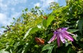 Stunning pink passion flower in the sun. Photographed in Brentford, West London UK on a hot day in June. Royalty Free Stock Photo