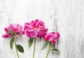 Stunning pink peonies on white rustic wooden background. Royalty Free Stock Photo