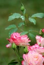 Stunning pink petals of roses in early morning light with green background of plant`s leaves
