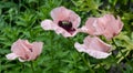 Stunning pink poppies photographed in late June in a mature garden in Northwood, north west London UK.