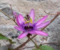 Stunning pink passion flower in the sun. Photographed in a glasshouse in Dunvegan Castle garden, Isle of Skye, Scotland UK. Royalty Free Stock Photo