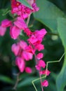 Stunning Pink Queen Wreath Vine in Tucson, Arizona