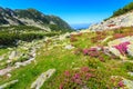 Stunning pink rhododendron flowers in the valley,Retezat,Carpathians,Romania Royalty Free Stock Photo