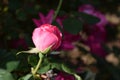 Stunning pink rose bud bloom Royalty Free Stock Photo