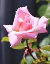 Pink rose with morning dew Royalty Free Stock Photo