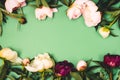 Stunning Pink White and Dark Red Peonies on Green Background Summer Flower Background Frame Top View Horizontal Royalty Free Stock Photo