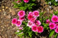 Stunning pink and white Dianthus flowers in the garden surrounded by lush green leaves at Atlanta Botanical Garden Royalty Free Stock Photo