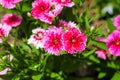 Stunning pink and white Dianthus flowers in the garden surrounded by lush green leaves at Atlanta Botanical Garden Royalty Free Stock Photo