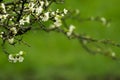 Stunning plum blossom