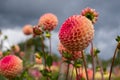 Stunning pompom dahlias, photographed in a garden near St Albans, Hertfordshire, UK in late summer on a cloudy day. Royalty Free Stock Photo