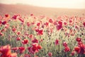 Stunning poppy field landscape under Summer sunset sky with cross processed retro style effect Royalty Free Stock Photo