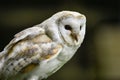 Stunning portrait of barn owl tuto aluco