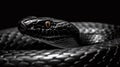 stunning portrait of a black cobra snake against a dark backdrop, venomous predator Royalty Free Stock Photo