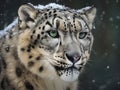 A Glimpse into the Elusive Snow Leopard\'s Realm Royalty Free Stock Photo