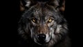 The Lone Wolf\'s Mystique Gaze