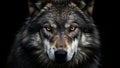 Wilderness Embodied in Wolf\'s Stare