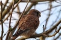 A stunning portrait of a Kestrel perched on a tree during the winter months