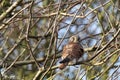 A stunning portrait of a Kestrel perched on a tree during the winter months