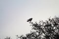 A stunning portrait of a Kestrel perched on a tree during the winter months