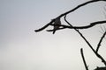 A stunning portrait of a Kestrel perched on a tree during the winter months