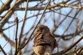 A stunning portrait of a Kestrel perched on a tree during the winter months