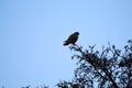 A stunning portrait of a Kestrel perched on a tree during the winter months