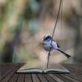 Stunning portrait of Long Tailed Tit Aegithalos Caudatus bird in sunshine in woodland setting coming out of pages of open story