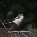 Stunning portrait of Long Tailed Tit Aegithalos Caudatus bird in sunshine in woodland setting coming out of pages of open story