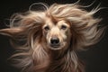 Dog with Exquisitely Flowing Luxurious Long Fur. Elegant and well groomed hairstyle