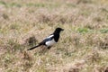 A stunning portrait of a Magpie at a Nature Reserve