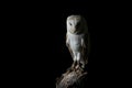 Stunning portrait of Snowy Owl Bubo Scandiacus in studio setting isolated on black background with dramatic lighting Royalty Free Stock Photo