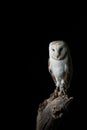 Stunning portrait of Snowy Owl Bubo Scandiacus in studio setting isolated on black background with dramatic lighting Royalty Free Stock Photo