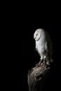 Stunning portrait of Snowy Owl Bubo Scandiacus in studio setting isolated on black background with dramatic lighting Royalty Free Stock Photo