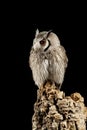 Stunning portrait of Southern White Faced Owl Ptilopsis Granti in studio setting on black background with dramatic lighting Royalty Free Stock Photo