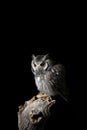 Stunning portrait of Southern White Faced Owl Ptilopsis Granti in studio setting on black background with dramatic lighting Royalty Free Stock Photo