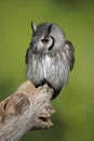 Stunning portrait of Southern White Faced Owl Ptilopsis Granti in studio setting with green nature background Royalty Free Stock Photo