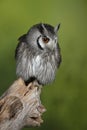 Stunning portrait of Southern White Faced Owl Ptilopsis Granti in studio setting with green nature background Royalty Free Stock Photo