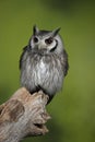 Stunning portrait of Southern White Faced Owl Ptilopsis Granti in studio setting with green nature background Royalty Free Stock Photo