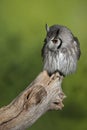 Stunning portrait of Southern White Faced Owl Ptilopsis Granti in studio setting with green nature background Royalty Free Stock Photo