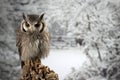 Stunning portrait of Southern White Faced Owl Ptilopsis Granti in studio setting with snowy Winter background Royalty Free Stock Photo