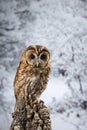 Stunning portrait of Tawny Owl Strix Aluco on Winter snow forest background
