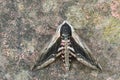 A stunning Privet Hawk-Moth Sphinx ligustri perched on a wall. Royalty Free Stock Photo
