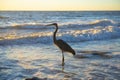 Side view of a lone heron standing on the shore at sunset, with gold tipped waves as backdrop