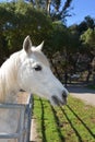 Stunning Profile of a White Arab Horse in a Paddock Royalty Free Stock Photo