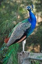 Stunning proud pet peacock standing on farm fence gate showing vivid colors Royalty Free Stock Photo
