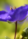 Stunning purple blue cranesbill geranium with grassy greenish yellow background and Royalty Free Stock Photo