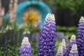Stunning purple / blue lupins in foreground of award winning garden at Chelsea Flower Show, London UK