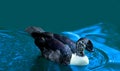 Stunning Purple Duck Swimming on Cool Blue Waters