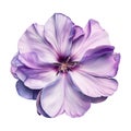 Stunning Purple Flower Bloom High Resolution Image On Transparent Background Royalty Free Stock Photo